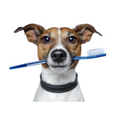 Hammond Animal Hospital And Pet Lodge - Hammond Animal Hospital & Pet Lodge