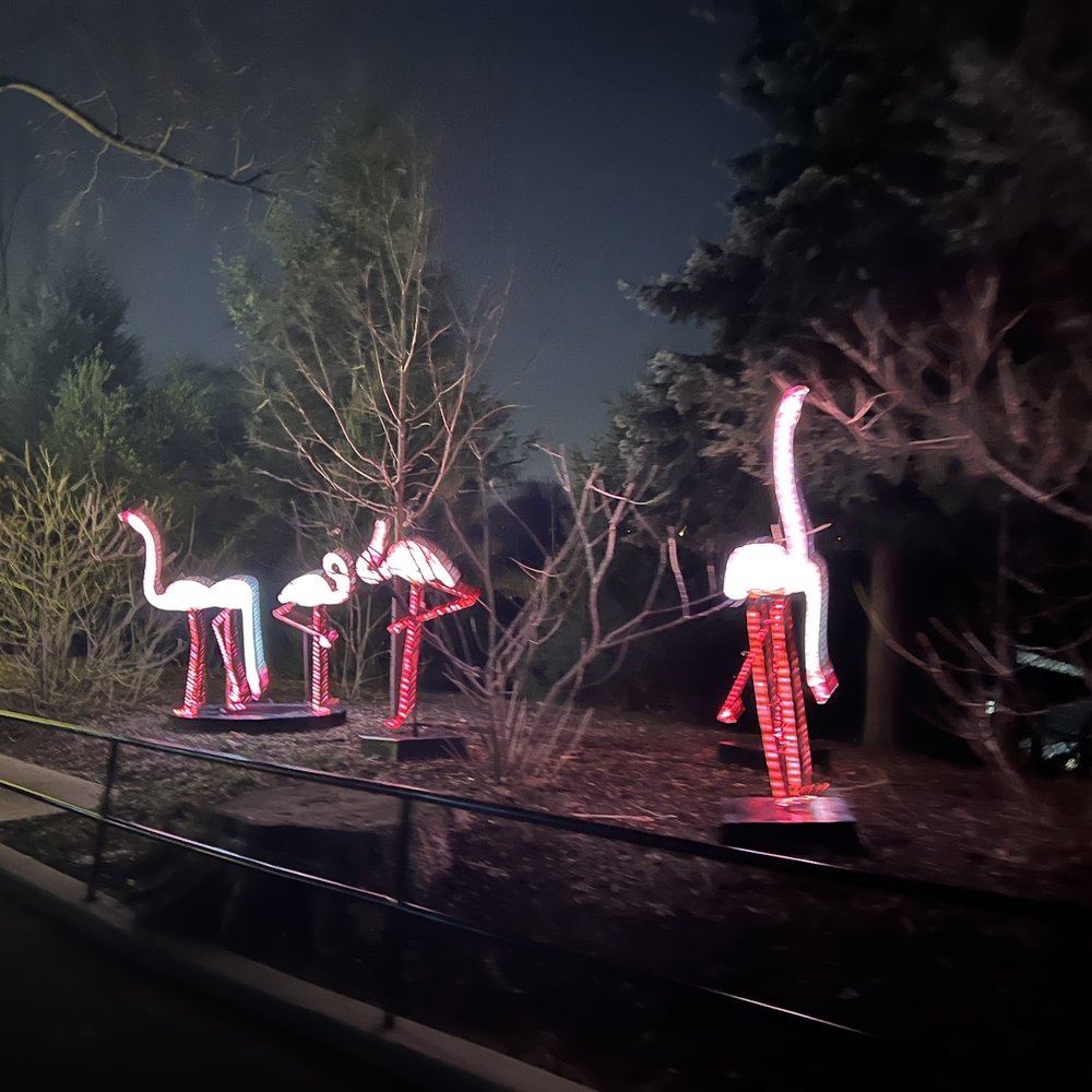 ZooLights - Flamingos - Zoos Near Me - Washington, DC, District of Columbia