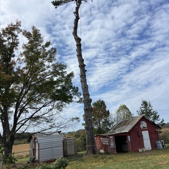 Precision Tree Solutions - Tree Services Near Me - Pinnacle, North Carolina Precision Tree Solutions - Tree Services Near Me - Pinnacle, North Carolina