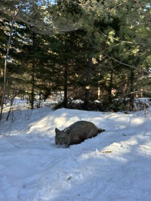 The Wild Center by null