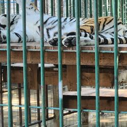Cedar Cove Feline Conservation