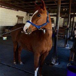 Krumkill Stables - Fiona