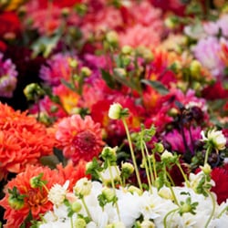 Potpourri Floral