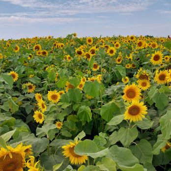 Thompson Farm - Sunflower fields - Pumpkin Patches Near Me - Bristol, Wisconsin