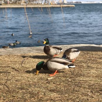 Harbour Square Park - Ducks! - Parks Near Me - Toronto, Ontario