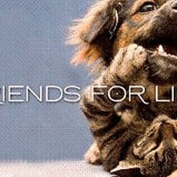 Friends For Life - Friends For Life Logo 2 - Animal Shelters Near Me - Houston, Texas