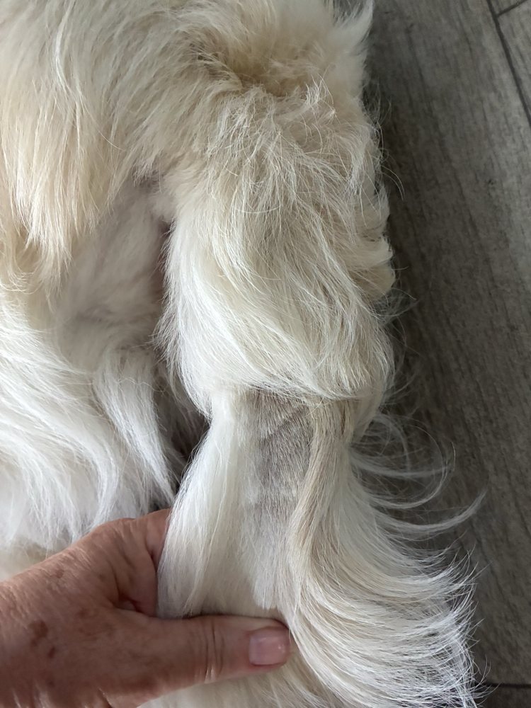 Dog Gone Gorgeous Too Image