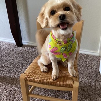 Beyond Grooming - Happy little camper after her cut - Pet Groomers Near Me - San Marcos, Texas