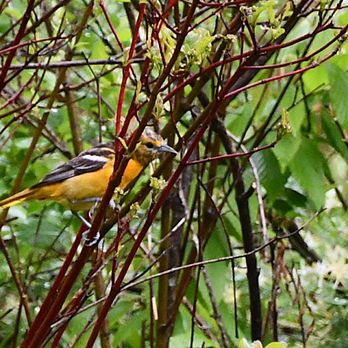 Baltimore Woods Nature Center - Baltimore Oriole in spring. - Hiking Near Me - Marcellus, New York Baltimore Woods Nature Center - Baltimore Oriole in spring. - Hiking Near Me - Marcellus, New York