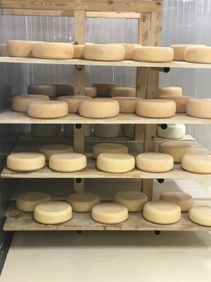 Urban Stead Cheese by null