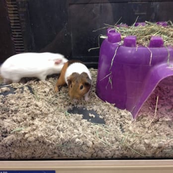 PetSmart - Stop it !!!! - Pet Training Near Me - Savannah, Georgia