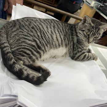 Flowerland - Resident kitty. - Nurseries & Gardening Near Me - Kentwood, Michigan