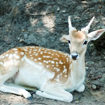 Parc Omega - Bambi - Zoos Near Me - Montebello, Quebec