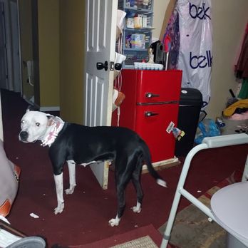 Pets R Us Grooming & Spa - London looking good!!! - Pet Groomers Near Me - Columbia, South Carolina Pets R Us Grooming & Spa - London looking good!!! - Pet Groomers Near Me - Columbia, South Carolina