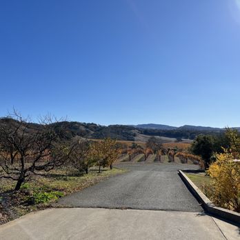 Buehler Vineyards - a road leading to a vineyard - Wineries Near Me - Saint Helena, California