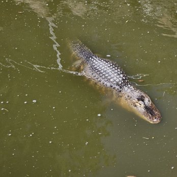 Frank Buck Zoo - Alligator - Zoos Near Me - Gainesville, Texas