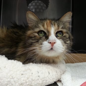 Westside Animal Welfare Department - Animal Shelters Near Me - Albuquerque, New Mexico Westside Animal Welfare Department - Animal Shelters Near Me - Albuquerque, New Mexico