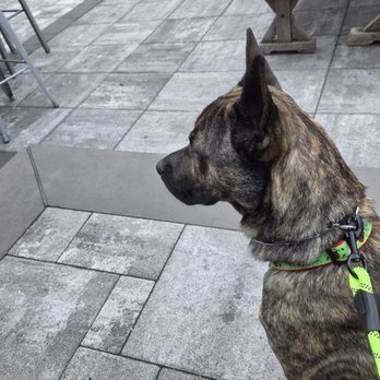 Urban Lodge Brewing - Happy dog outdoor dining - Venues & Event Spaces Near Me - Manchester, Connecticut Urban Lodge Brewing - Happy dog outdoor dining - Venues & Event Spaces Near Me - Manchester, Connecticut