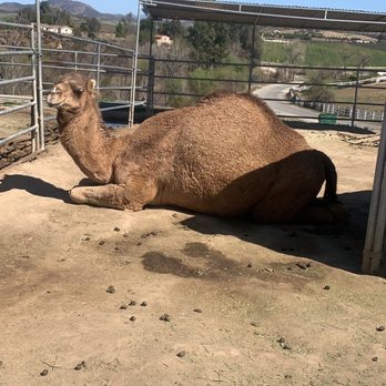 Sugarplum Zoo - Loved the camel - Chocolatiers & Shops Near Me - Temecula, California Sugarplum Zoo - Loved the camel - Chocolatiers & Shops Near Me - Temecula, California
