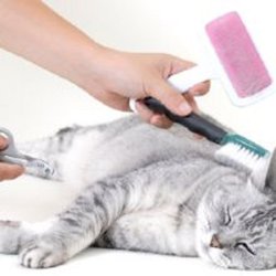 Snips Dips & Bows Pet Grooming