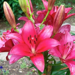K & K Landscaping & Grounds Maintenance
