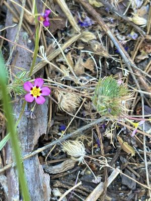 Sequoia National Forest by null