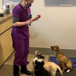 Positivity Dog Training