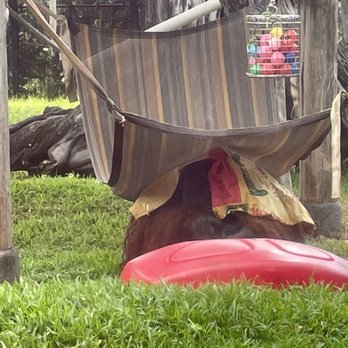 Honolulu Zoo - Orangutan under a tarp looking at the people getting wet! Haha - Zoos Near Me - Honolulu, Hawaii Honolulu Zoo - Orangutan under a tarp looking at the people getting wet! Haha - Zoos Near Me - Honolulu, Hawaii