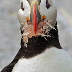 Monteux Gallery - Hungry Puffin
