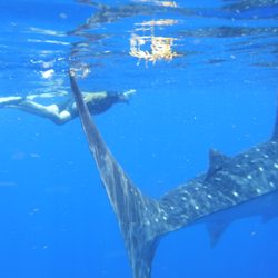 Solo Buceo Dive Shop Cancun - My husband swimming next to the whale shark
