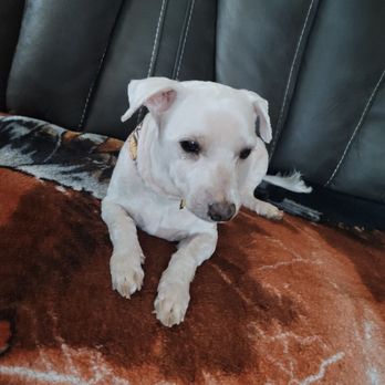 All 4 Dirty Paws - Pet Groomers Near Me - Chicago, Illinois
