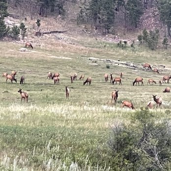 Custer State Park - Herd of Elk - Parks Near Me - Custer, South Dakota