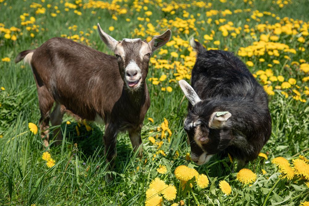 Boston Post Dairy, LLC Logo