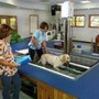 Photo of TOPS Veterinary Rehabilitation, A Thrive Pet Healthcare Partner