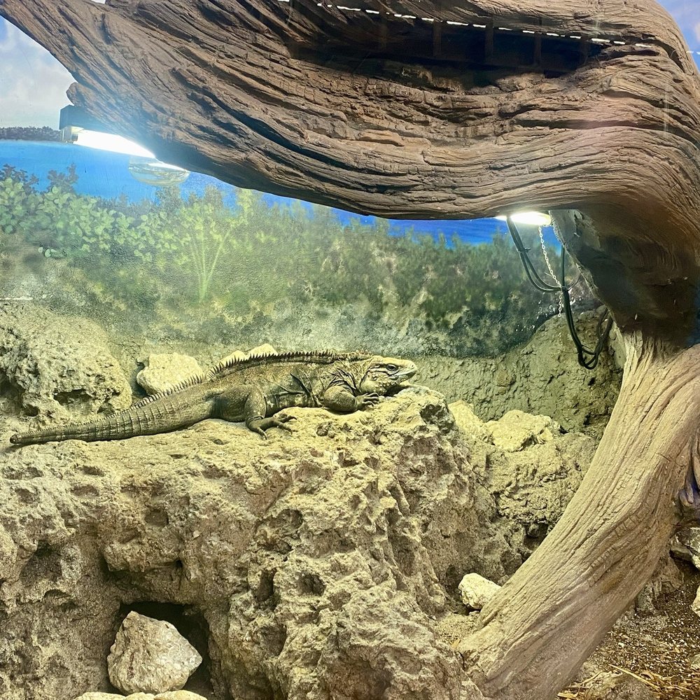 Iguanaland - Zoos Near Me - Punta Gorda, Florida