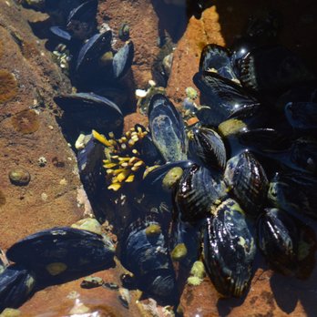 Abalone Cove - a bed of mussels, nestled in the crevice! - Beaches Near Me - Rancho Palos Verdes, California Abalone Cove - a bed of mussels, nestled in the crevice! - Beaches Near Me - Rancho Palos Verdes, California