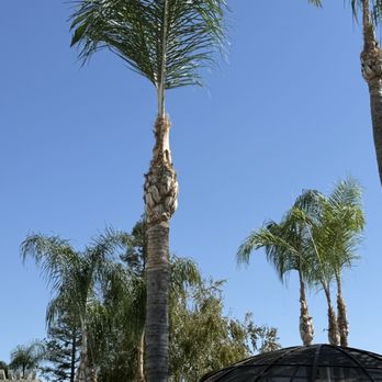 New Era Tree Service - Queen Palms professionally trimmed - Tree Services Near Me New Era Tree Service - Queen Palms professionally trimmed - Tree Services Near Me