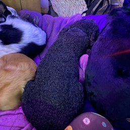 Puppy cuddle pile from a recent stay with Ming at Running Amok. Puppy cuddle pile from a recent stay with Ming at Running Amok.
