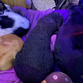Running Amok - Puppy cuddle pile from a recent stay with Ming at Running Amok. - Pet Training Near Me Running Amok - Puppy cuddle pile from a recent stay with Ming at Running Amok. - Pet Training Near Me