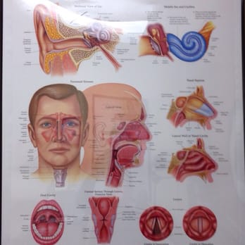 Daniel S Morse, MD - That diagram in every ENT office. - Ear Nose & Throat Near Me - Pembroke Pines, Florida