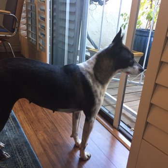 The Barking Lot - Very vigilant of her home - Animal Shelters Near Me - Ramona, California
