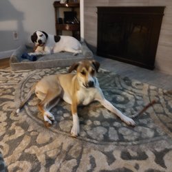 Clark's Companion Dog Training