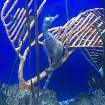Memphis Zoo - Zoos Near Me - Memphis, Tennessee Memphis Zoo - Zoos Near Me - Memphis, Tennessee