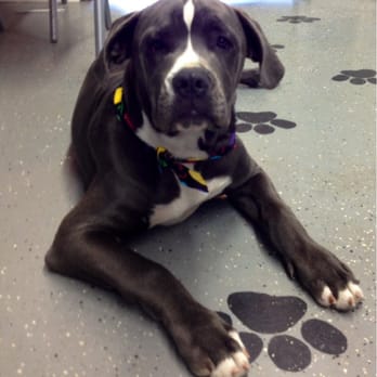 Pet Haven - AAA Pro Pet Groomers - Vita chillin during her spa day! - Pet Groomers Near Me Pet Haven - AAA Pro Pet Groomers - Vita chillin during her spa day! - Pet Groomers Near Me