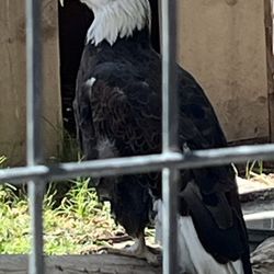 Alameda Park Zoo