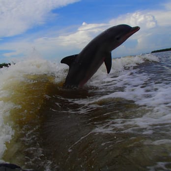 Capt Ron's Awesome Everglades Adventures - Pinky the dolphin riding the wake. - Boat Charters Near Me - Marco Island, Florida