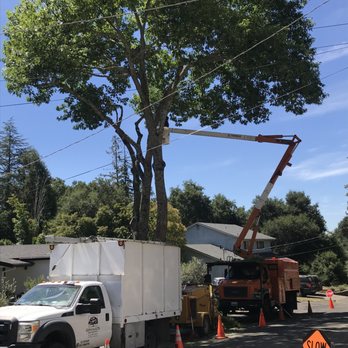 Gonzalez's Tree Service - Tree Services Near Me Gonzalez's Tree Service - Tree Services Near Me