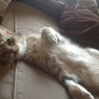Second Chance Pet Adoptions - Bunny(Loverboy) - Animal Shelters Near Me - Raleigh, North Carolina