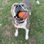 Photo of Norman Community Dog Park