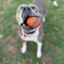 Norman Community Dog Park